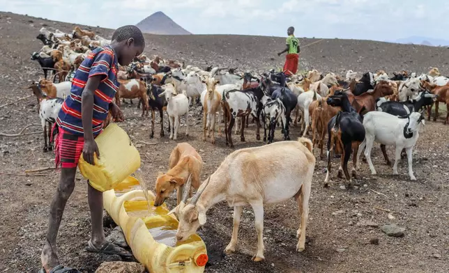 A child collects water from a well to quench livestock amid water shortage caused by prolonged drought in Lopii Village, Turkana County, Kenya, Monday, Feb. 9, 2026. (AP Photo/Patrick Ngugi)