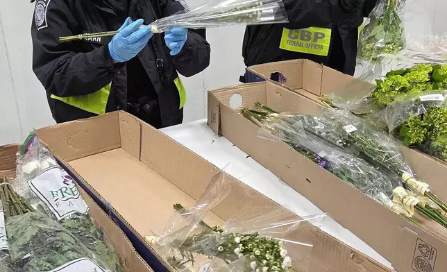 Valentine's Day flowers are unwrapped and inspected by U.S. Customs and Border Protection agriculture specialists at Miami International Airport, on Friday, Feb. 6, 2026, in Miami. (AP Photo/David Fischer)