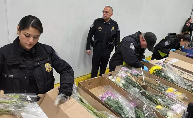 Valentine's Day flowers are unwrapped and inspected by U.S. Customs and Border Protection agriculture specialists at Miami International Airport, on Friday, Feb. 6, 2026, in Miami. (AP Photo/David Fischer)