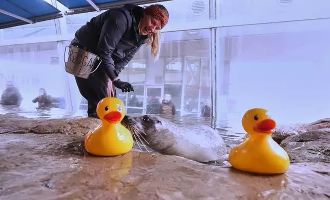 Reggae, a 33-year-old Atlantic Harbor seal, taps his nose to a rubber duck during a training session with Liz Wait at the New England Aquarium, Friday, Feb. 20, 2026, in Boston. (AP Photo/Charles Krupa)