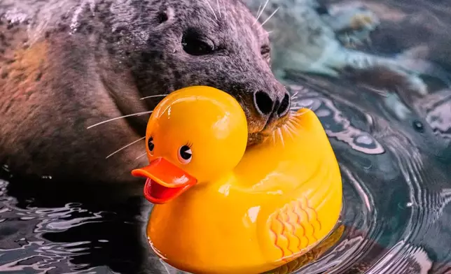 Reggae, a 33-year-old Atlantic Harbor seal, rests his head on a rubber duck during a training session with Liz Wait at the New England Aquarium, Friday, Feb. 20, 2026, in Boston. (AP Photo/Charles Krupa)