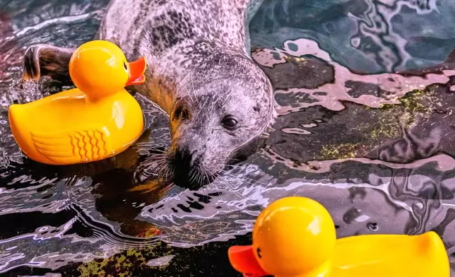 Reggae, a 33-year-old Atlantic Harbor seal, reaches his flipper out to a rubber duck during a training session at the New England Aquarium, Friday, Feb. 20, 2026, in Boston. (AP Photo/Charles Krupa)