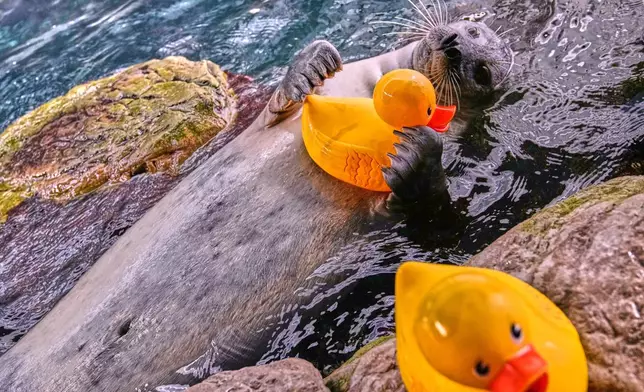 Reggae, a 33-year-old Atlantic Harbor seal, clutches a rubber duck during a training session at the New England Aquarium, Friday, Feb. 20, 2026, in Boston. (AP Photo/Charles Krupa)