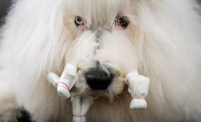 A show dog named Valli gets groomed at the 150th Westminster Kennel Club Dog Show, Monday, Feb. 2, 2026, in New York. (AP Photo/Angelina Katsanis)