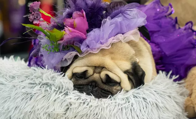 A pug named Petunia Pugdashian rests at the 150th Westminster Kennel Club Dog Show, Monday, Feb. 2, 2026, in New York. (AP Photo/Angelina Katsanis)