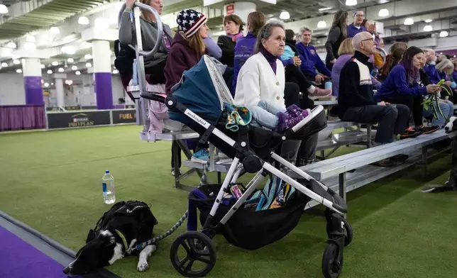 A Border Collie dog rests on the floor after competing in the Masters Agility Championship Finals at the 150th Westminster Kennel Club Dog show, Saturday, Jan. 31, 2026, at the in New York. (AP Photo/Yuki Iwamura)