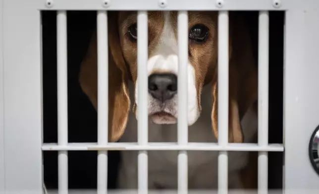 A beagle sits in his crate at the 150th Westminster Kennel Club Dog Show, Monday, Feb. 2, 2026, in New York. (AP Photo/Angelina Katsanis)