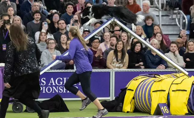 A Border Collie, competes in the Masters Agility Championship Finals at the 150th Westminster Kennel Club Dog show, Saturday, Jan. 31, 2026, at the in New York. (AP Photo/Yuki Iwamura)