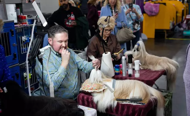 Handlers groom their dogs at the 150th Westminster Kennel Club Dog Show, Monday, Feb. 2, 2026, in New York. (AP Photo/Angelina Katsanis)