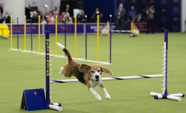 A dog jumps over a hurdle while competing in the Masters Agility Championship Finals at the 150th Westminster Kennel Club Dog show, Saturday, Jan. 31, 2026, at the in New York. (AP Photo/Yuki Iwamura)