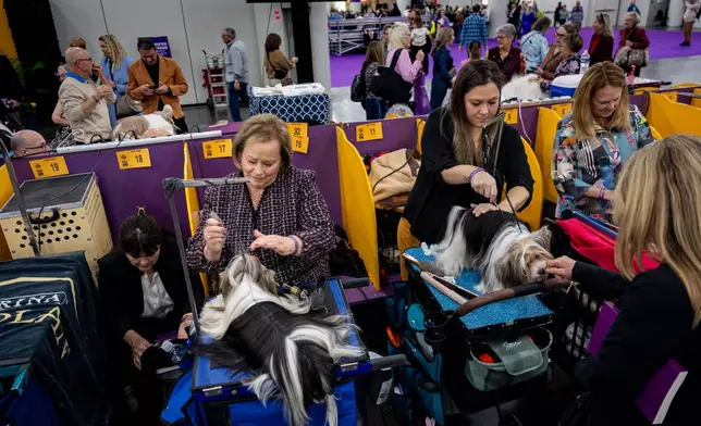 Handlers groom their dogs at the 150th Westminster Kennel Club Dog Show, Monday, Feb. 2, 2026, in New York. (AP Photo/Angelina Katsanis)