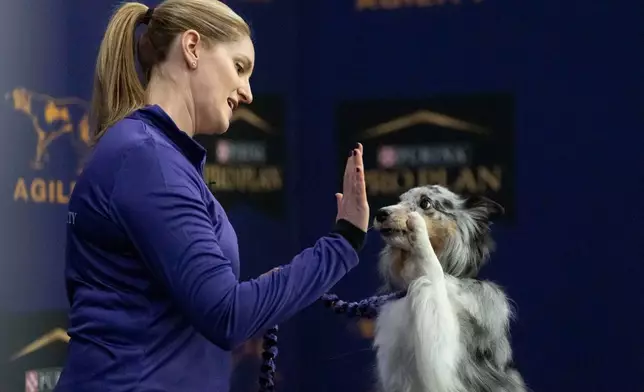 An Australian Shepherd dog gives a high-five to a handler before competing in the Masters Agility Championship Finals at the 150th Westminster Kennel Club Dog show, Saturday, Jan. 31, 2026, at the in New York. (AP Photo/Yuki Iwamura)