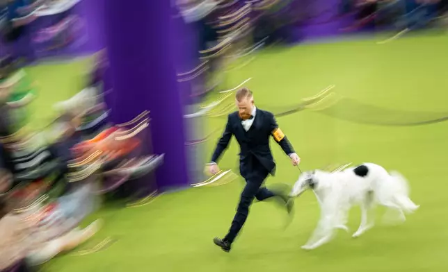 A man shows his borzoi at the 150th Westminster Kennel Club Dog Show, Monday, Feb. 2, 2026, in New York. (AP Photo/Angelina Katsanis)