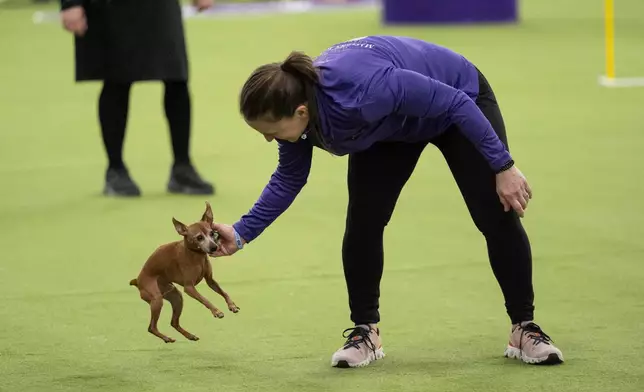 A dog waits to compete in the Masters Agility Championship Finals at the 150th Westminster Kennel Club Dog show, Saturday, Jan. 31, 2026, at the in New York. (AP Photo/Yuki Iwamura)