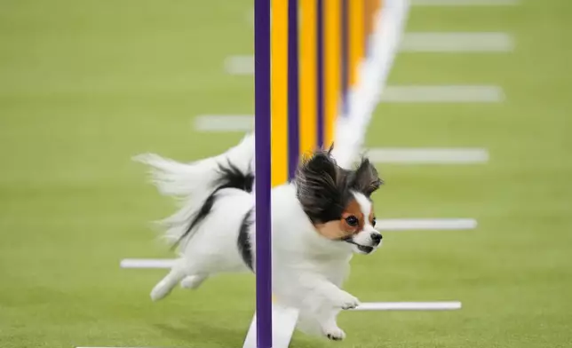 A papillon dog competes in the Masters Agility Championship Finals at the 150th Westminster Kennel Club Dog show, Saturday, Jan. 31, 2026, in New York. (AP Photo/Yuki Iwamura)