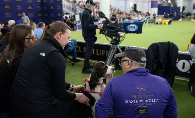 English Springer Spaniel dog looks at a handler during the Masters Agility Championship Finals at the 150th Westminster Kennel Club Dog show, Saturday, Jan. 31, 2026, at the in New York. (AP Photo/Yuki Iwamura)