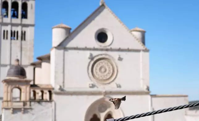 A sparrow flies past the Basilica of St. Francis in Assisi, Italy, Saturday, Feb. 21, 2026, on the eve of the public display of St. Francis' remains to mark the 800th anniversary of his death in 1226.(AP Photo/Gregorio Borgia)
