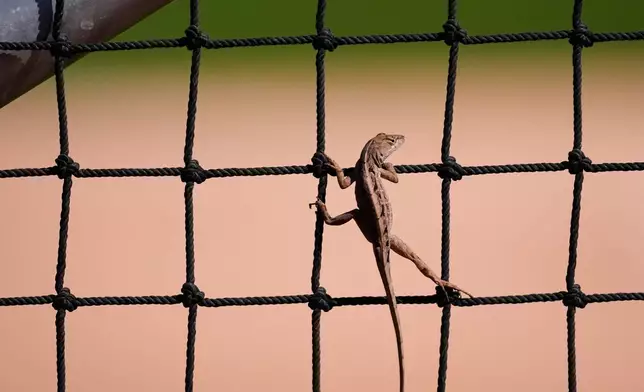 An anole climbs on the batting cage netting during a Minnesota Twins spring training baseball workout in Fort Myers, Fla., Monday, Feb. 16, 2026. (AP Photo/Gerald Herbert)