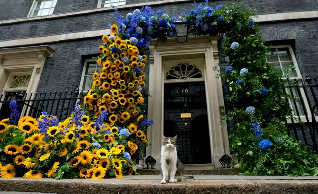 Larry the Cat, Britain's Chief Mouser to the Cabinet Office, sits in front the flower decoration outside 10 Downing street in the national Ukrainian colours, on Ukraine Independence Day in London, Wednesday, Aug. 24, 2022. (AP Photo/Frank Augstein, File)