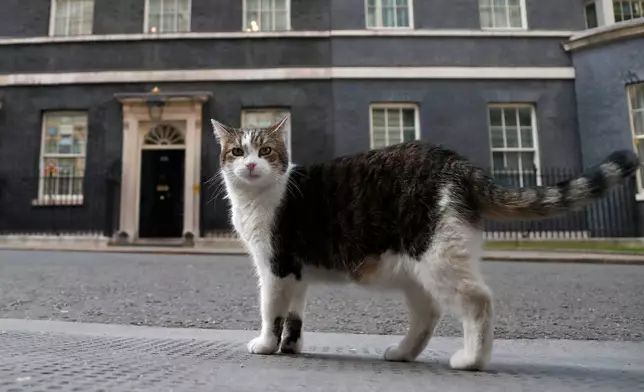 Larry, the official 10 Downing Street cat walks outside 10 Downing Street before the nationwide Clap for Carers to recognise and support National Health Service (NHS) workers and carers fighting the coronavirus pandemic, in London, Thursday, May 21, 2020. (AP Photo/Frank Augstein, File)