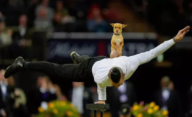 FILE - Christian Stoinev performs with his chihuahua, Scooby, during the 150th Westminster Kennel Club Dog Show in New York, Feb. 3, 2026. (AP Photo/Yuki Iwamura, File)