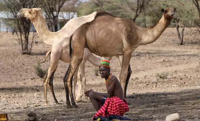 A man sits beside his camel in Lomekulu Village, Turkana County, Kenya, Sunday, Feb. 8, 2026. (AP Photo/Patrick Ngugi)