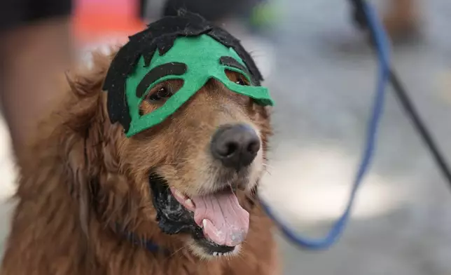 A dog wears a Hulk mask during the "Blocao" Carnival dog parade in Rio de Janeiro, Saturday, Feb. 14, 2026. (AP Photo/Silvia Izquierdo)