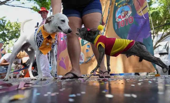 A dog confronts another dog during the "Blocao" Carnival dog parade in Rio de Janeiro, Saturday, Feb. 14, 2026. (AP Photo/Silvia Izquierdo)