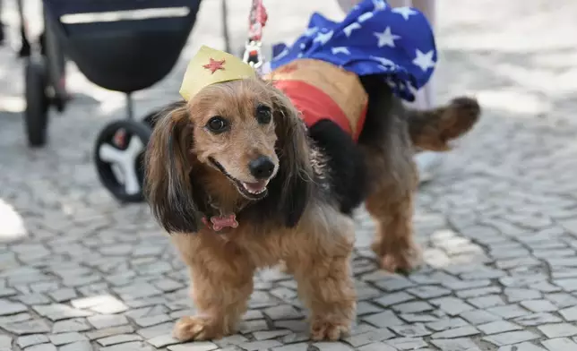 A dog wears a Wonder Woman costume during the "Blocao" Carnival dog parade in Rio de Janeiro, Saturday, Feb. 14, 2026. (AP Photo/Silvia Izquierdo)
