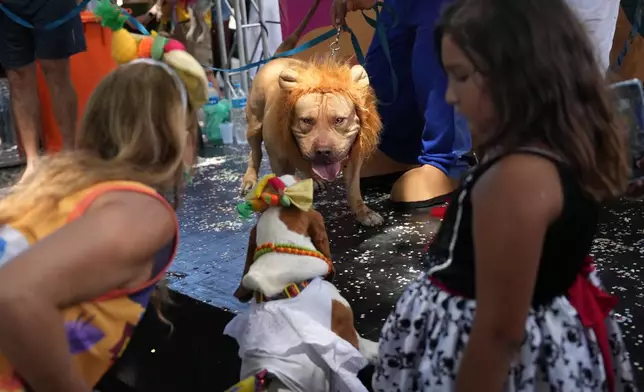 A dog wears a lion's mane headpiece during the "Blocao" Carnival dog parade in Rio de Janeiro, Saturday, Feb. 14, 2026. (AP Photo/Silvia Izquierdo)
