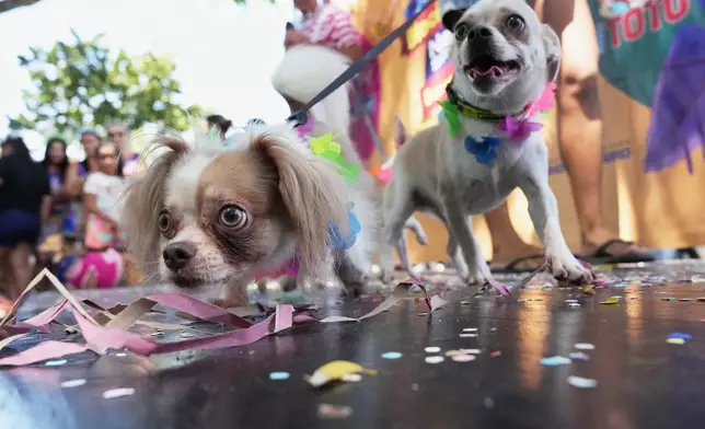 pet owners show off their dogs at the "Blocao" Carnival dog parade in Rio de Janeiro, Saturday, Feb. 14, 2026. (AP Photo/Silvia Izquierdo)