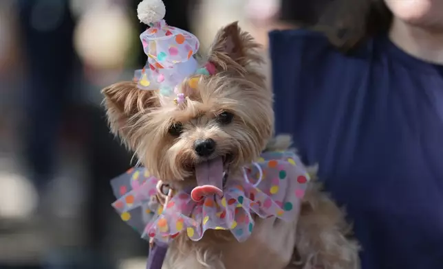 A dog wears a costume during the "Blocao" Carnival dog parade in Rio de Janeiro, Saturday, Feb. 14, 2026. (AP Photo/Silvia Izquierdo)