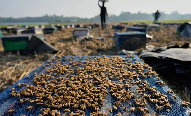 A migratory beekeeper carries a bee box to place near a mustard field in the Mushalpur village in Baksa district of Assam, India, Monday, Jan. 12, 2026. (AP Photo/Anupam Nath)
