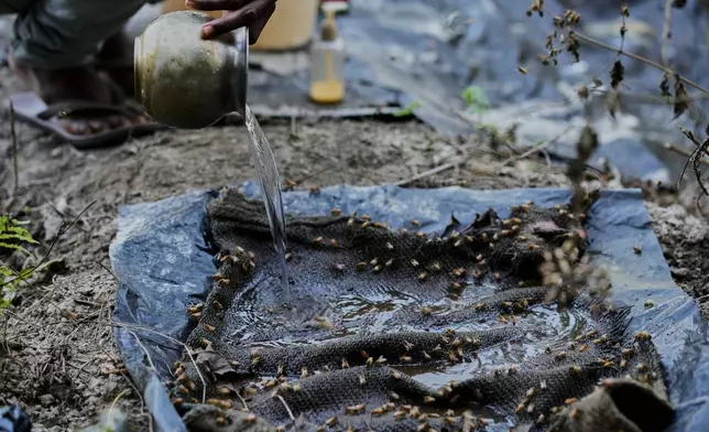A migratory beekeeper pours water on a jute bag as bees come to drink near a mustard field in the Binnabari village in Baksa district of Assam, India, Thursday, Jan. 15, 2026. (AP Photo/Anupam Nath)