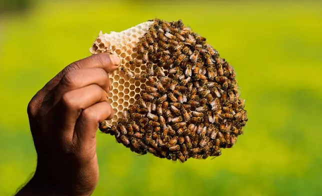 A migratory beekeeper holds a piece of a beehive in the Binnabari village in Baksa district of Assam, India, Friday, Jan. 16, 2026. (AP Photo/Anupam Nath)