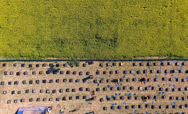 Migratory beekeepers work near bee boxes at a mustard field in the Binnabari village in Baksa district of Assam, India, Thursday, Jan. 15, 2026. (AP Photo/Anupam Nath)