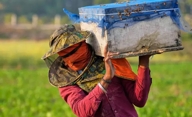A migratory beekeeper carries a bee box to place near a mustard field in the Binnabari village in Baksa district of Assam, India, Monday, Jan. 12, 2026. (AP Photo/Anupam Nath)