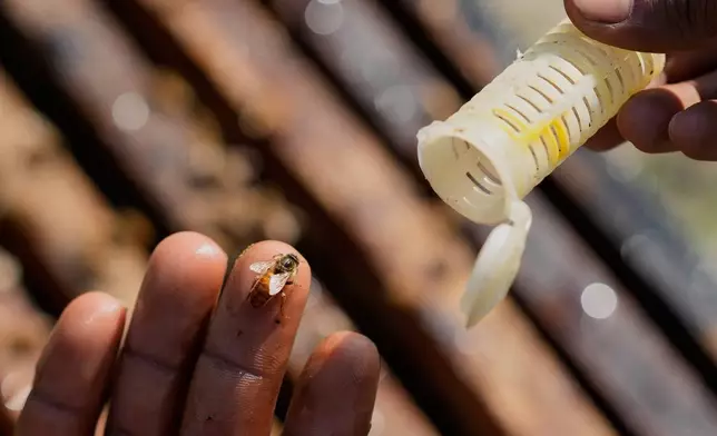 A migratory beekeeper prepares to keep a queen bee inside a container near a mustard field in the Binnabari village in Baksa district of Assam, India, Monday, Jan. 12, 2026. (AP Photo/Anupam Nath)