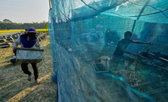 A migratory beekeeper, left, carries a bee box as another extracts honey near a mustard field in the Binnabari village in Baksa district of Assam, India, Thursday, Jan. 15, 2026. (AP Photo/Anupam Nath)
