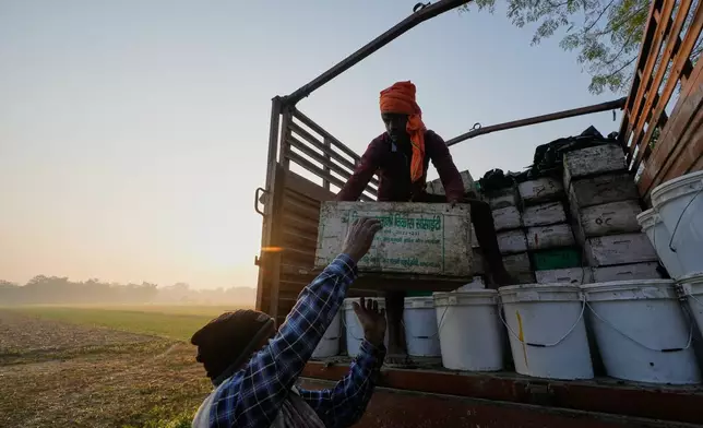 Migratory beekeepers unload a bee box from a truck to place near a mustard field in the Bodomukh village in Baksa district of Assam, India, Monday, Jan. 12, 2026. (AP Photo/Anupam Nath)