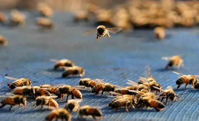 A bee flies as others sit on a bee box at a colony near a mustard field in the Bodomukh village in Baksa district of Assam, India, Monday, Jan. 12, 2026. (AP Photo/Anupam Nath)