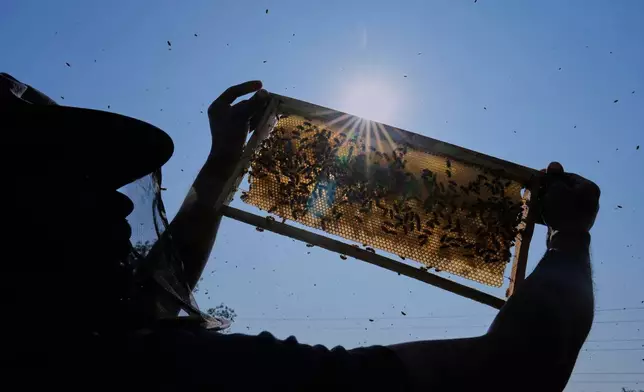 A migratory beekeeper checks a beehive at a colony near a mustard field in the Binnabari village in Baksa district of Assam, India, Monday, Jan. 12, 2026. (AP Photo/Anupam Nath)