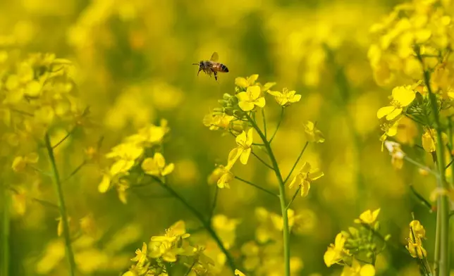 A bee flies over mustard plants near a migratory bee colony in the Mushalpur village in Baksa district of Assam, India, Friday, Jan. 16, 2026. (AP Photo/Anupam Nath)