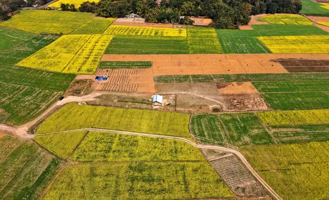 Migratory beekeepers work near bee boxes at mustard fields in the Mushalpur village in Baksa district of Assam, India, Friday, Jan. 16, 2026. (AP Photo/Anupam Nath)