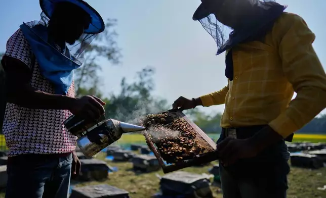 A migratory beekeeper sprays smoke on a beehive to keep the bees away before extracting honey near a mustard field in the Binnabari village in Baksa district of Assam, India, Monday, Jan. 12, 2026. (AP Photo/Anupam Nath)