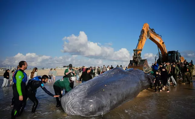 Beachgoers gather around the carcass of a sperm whale that washed ashore on Zikim Beach near the Israel-Gaza border in southern Israel Tuesday, Feb. 24, 2026. (AP Photo/Ohad Zwigenberg)