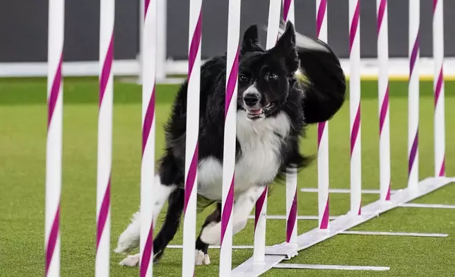 FILE - Verb, a border collie, competes during the finals of the agility competition at the Westminster Kennel Club dog show in Tarrytown, N.Y., Friday, June 11, 2021. (AP Photo/Mary Altaffer, File)