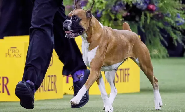 FILE — Wilma, the boxer, competes during 144th Westminster Kennel Club dog show, in this Feb. 11, 2020 file image, in New York. (AP Photo/John Minchillo, File)