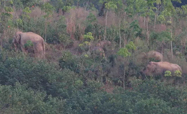In this photo released by Thailand Department of National Parks, Wildlife and Plant Conservation, wild elephants gather after receiving an elephant contraception vaccine in the Trat province of Thailand, Tuesday, Jan. 27, 2026. (Thailand Department of National Parks, Wildlife and Plant Conservation via AP)