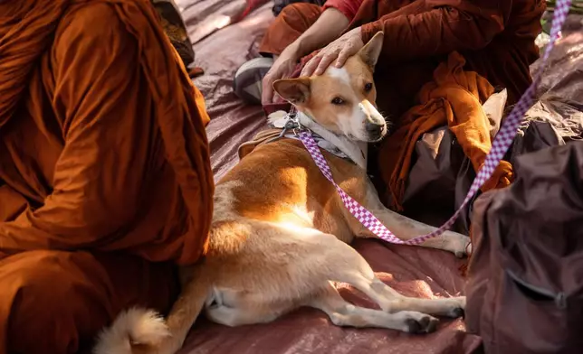 FILE - Aloka rests with Buddhist monks who are participating in the, "Walk For Peace," in Saluda, S.C., Jan. 8, 2026. (AP Photo/Allison Joyce, File)